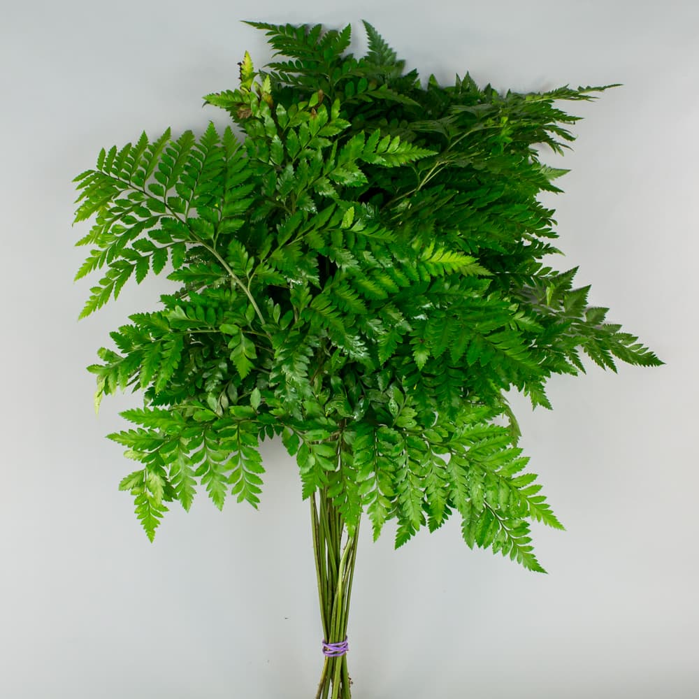 Leather Fern Greenery Filler