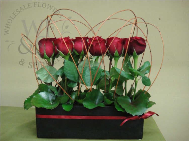 1 dozen  modern rose hedge