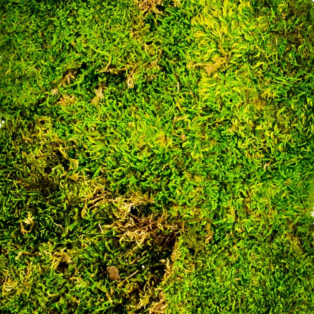 Preserved Sheet Moss Case - 1.75 cubic feet