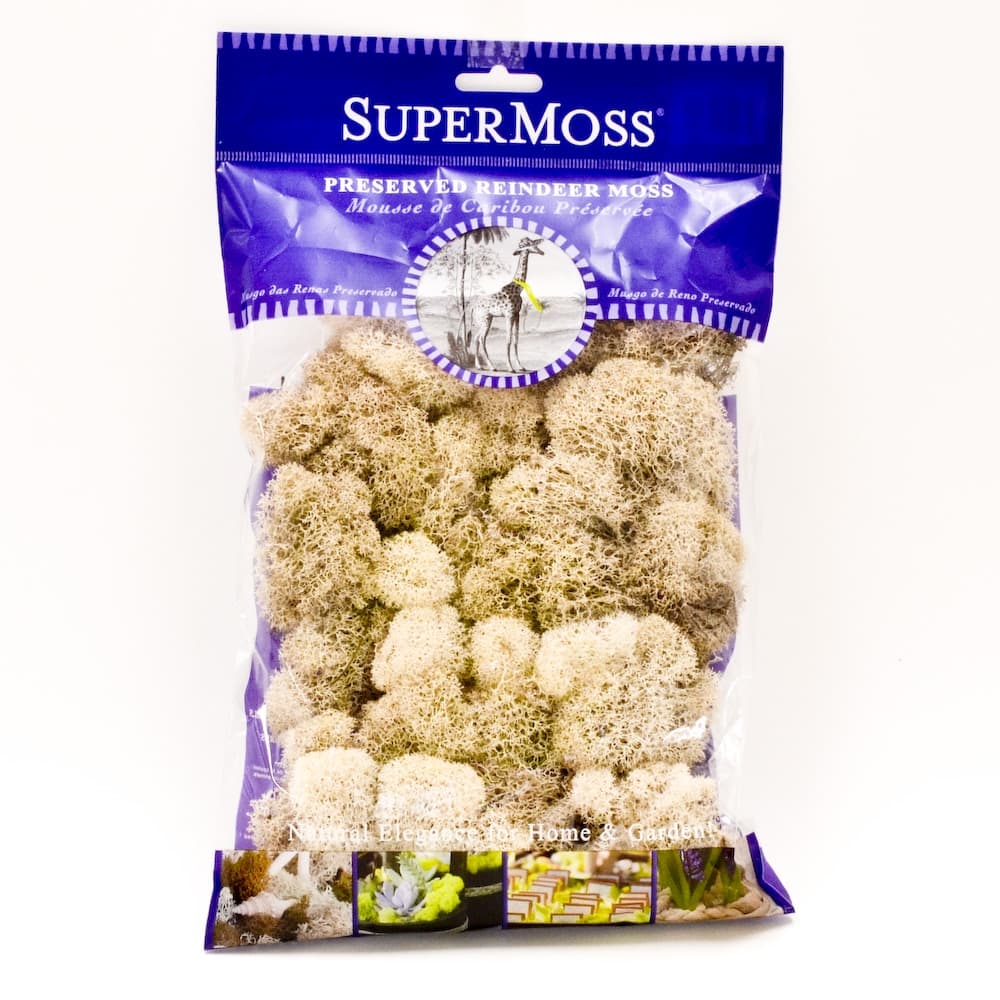 Preserved Cream Beige  Reindeer Moss