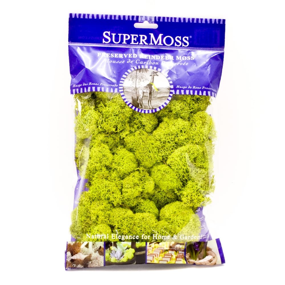 Chartreuse  Reindeer Moss
