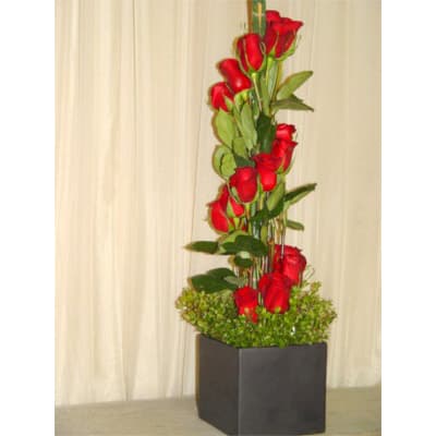 24 Roses Spiral in Square Ceramic #50