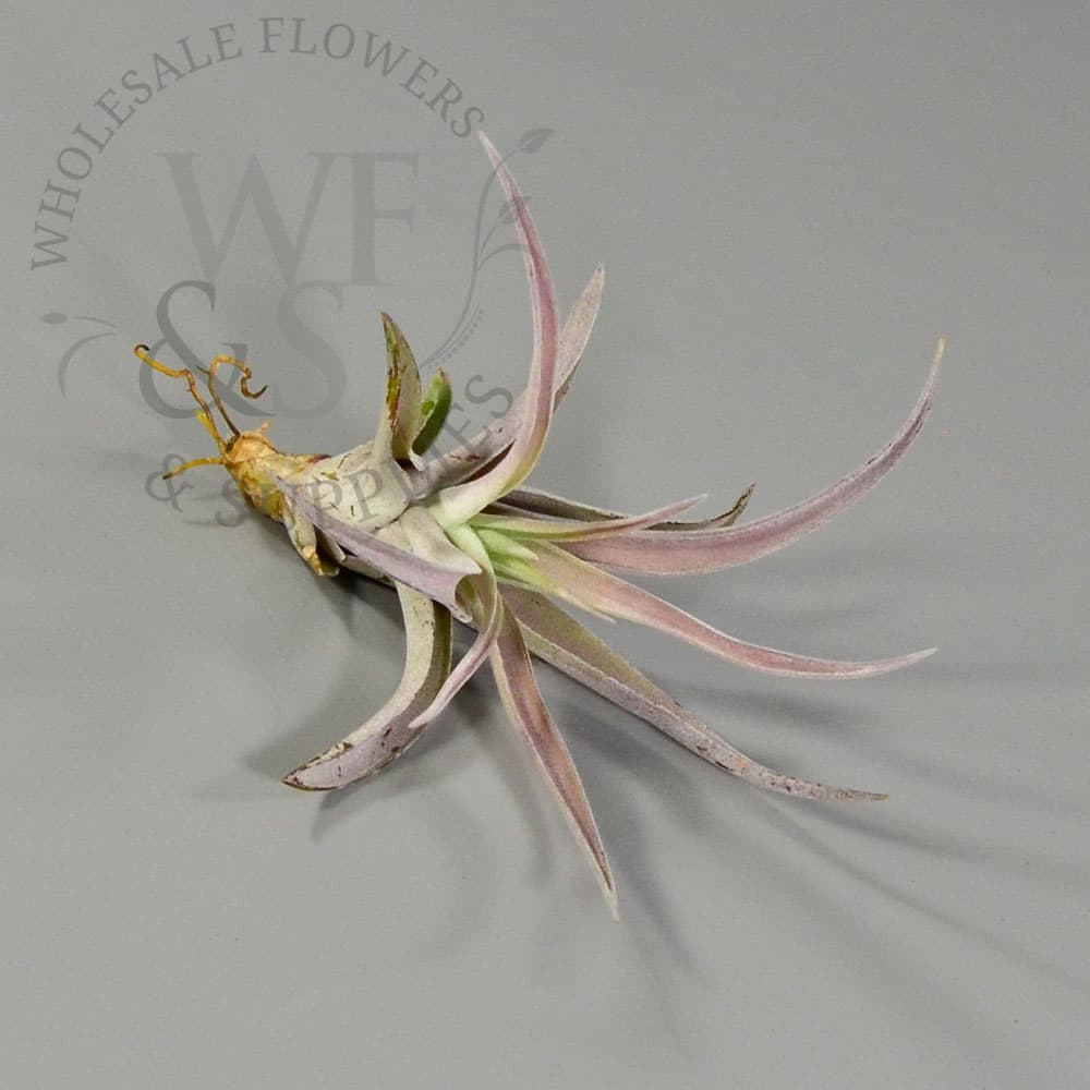 Tillandsia Capitata - Medium