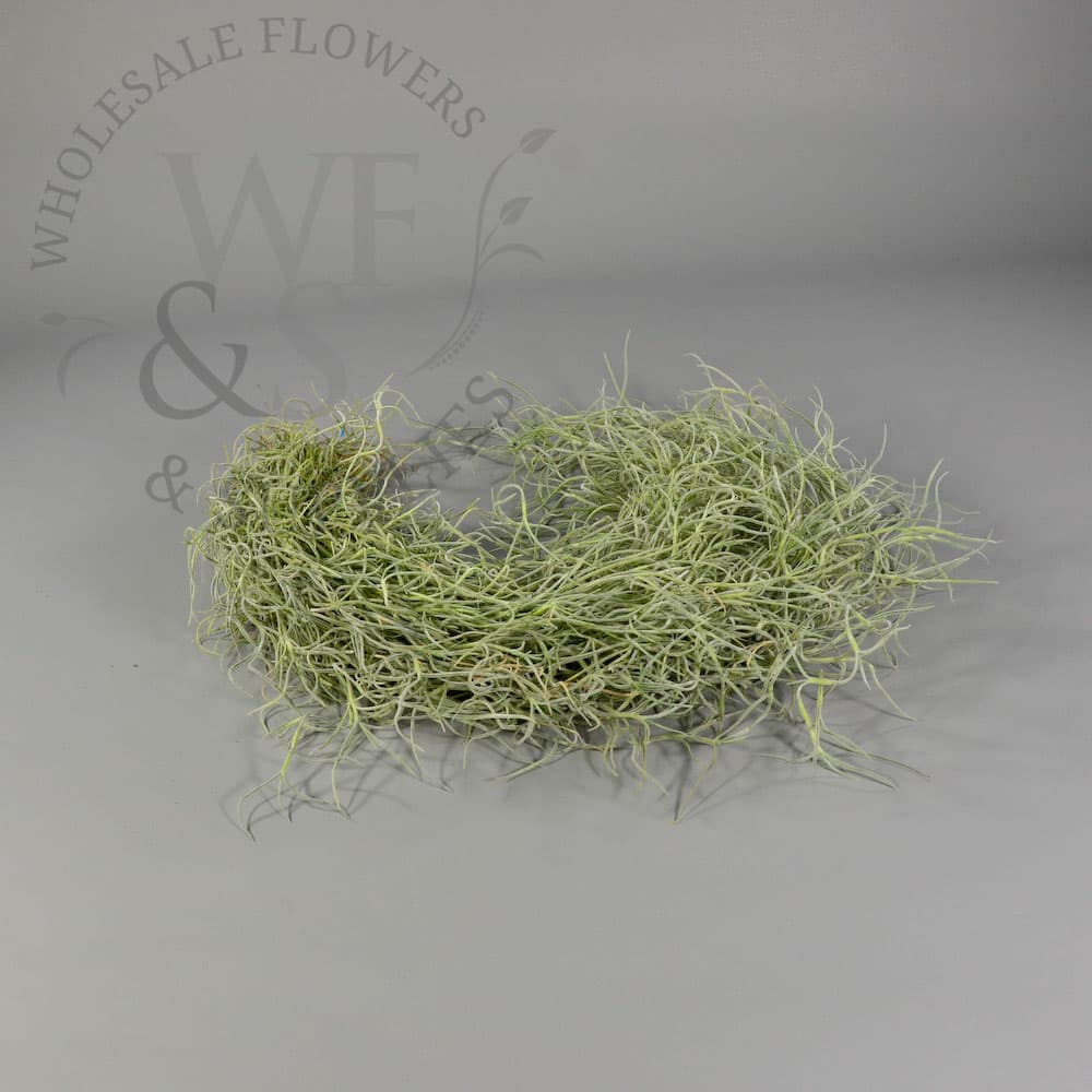 Tillandsia Usneoides - Spanish Moss 