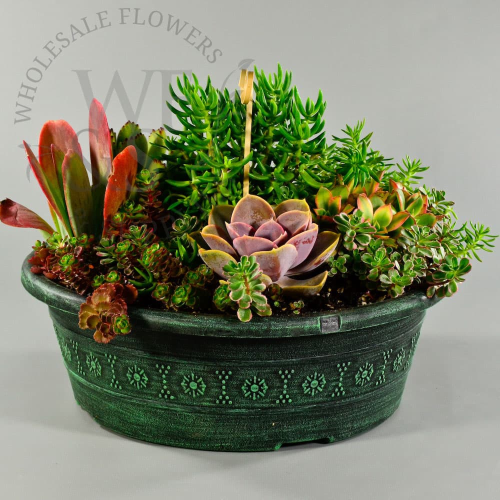 12" succulent garden