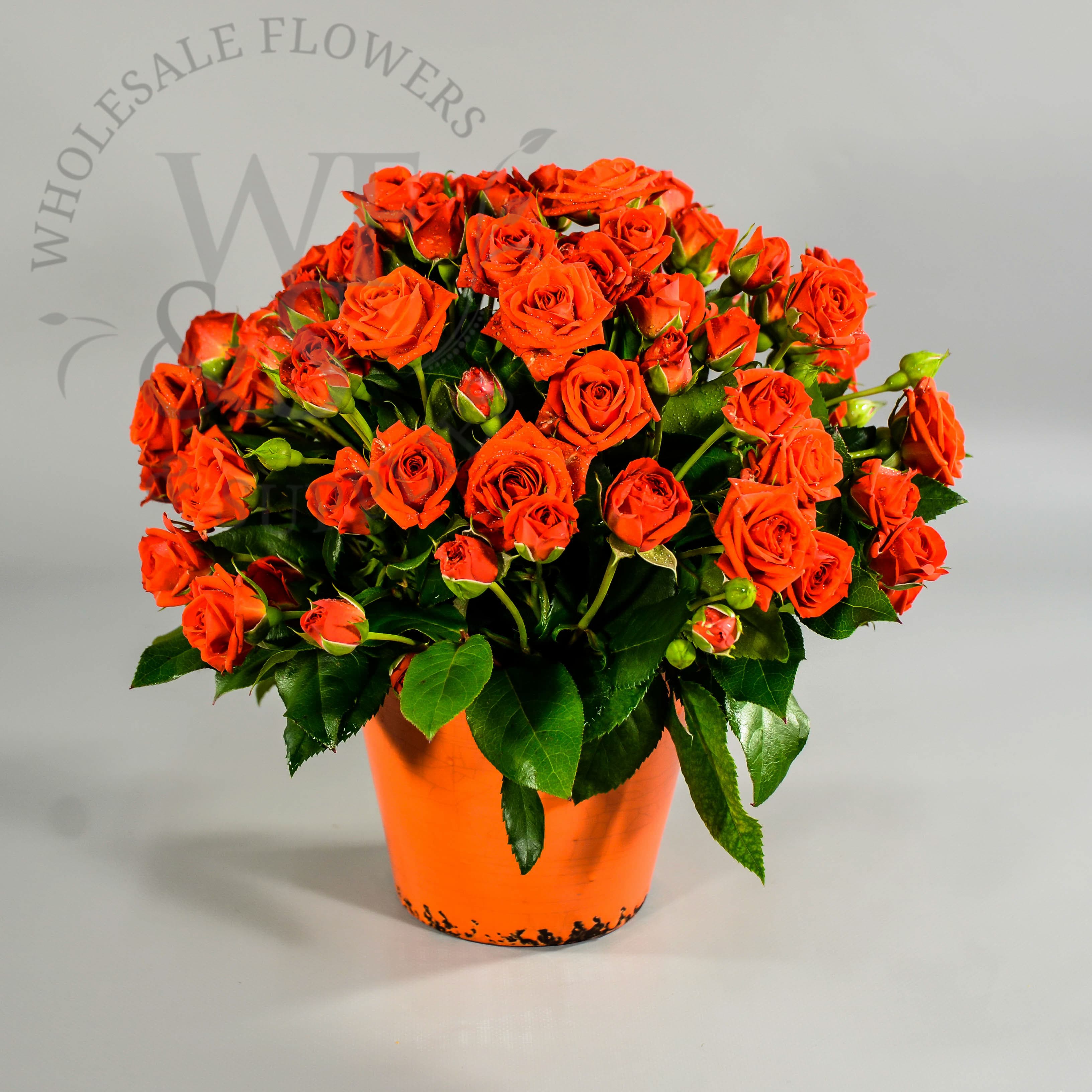 Romantic Orange Roses in a Matching Ceramic Vase