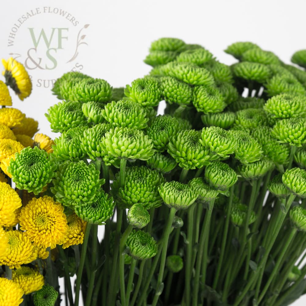 Pom Pom  Button Flower in Green and Yellow