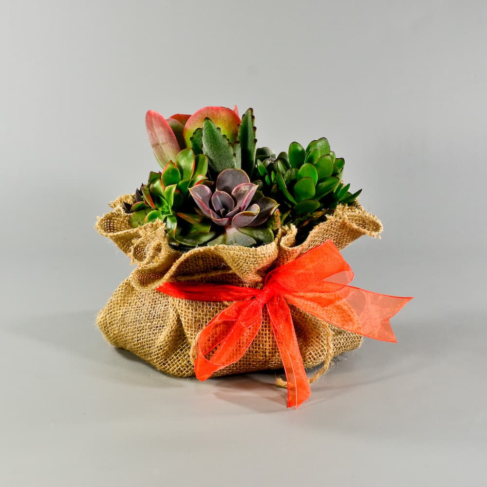 Burlap Covered Succulent Garden