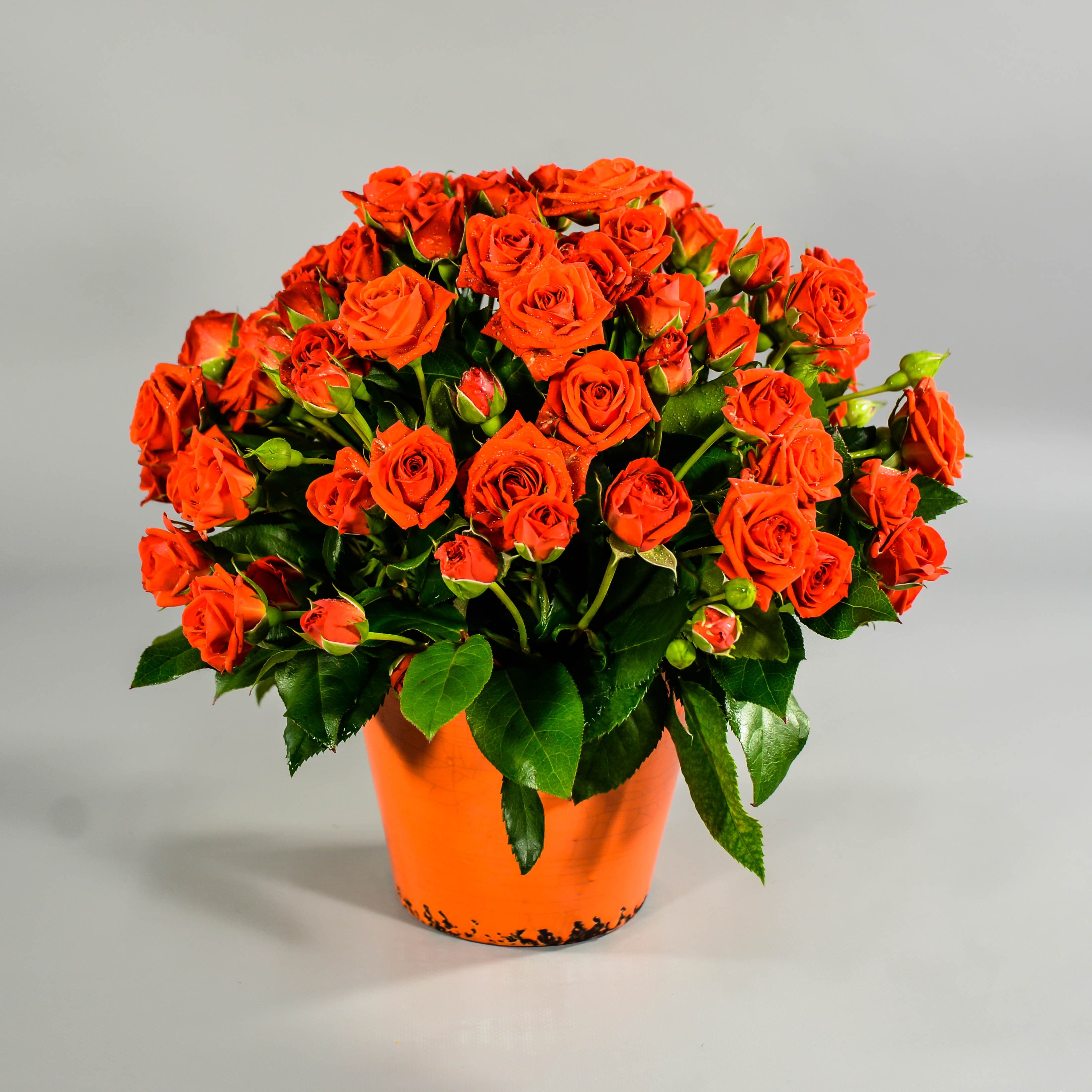 Shabby Chic Ceramic Pot Orange DISC