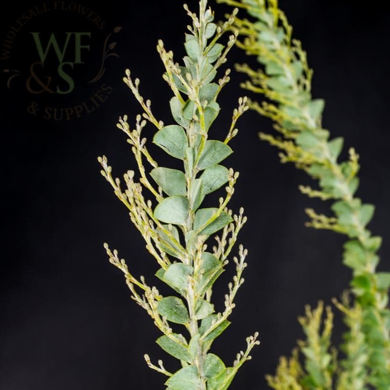 Acacia Knifeblade Greens Foliage