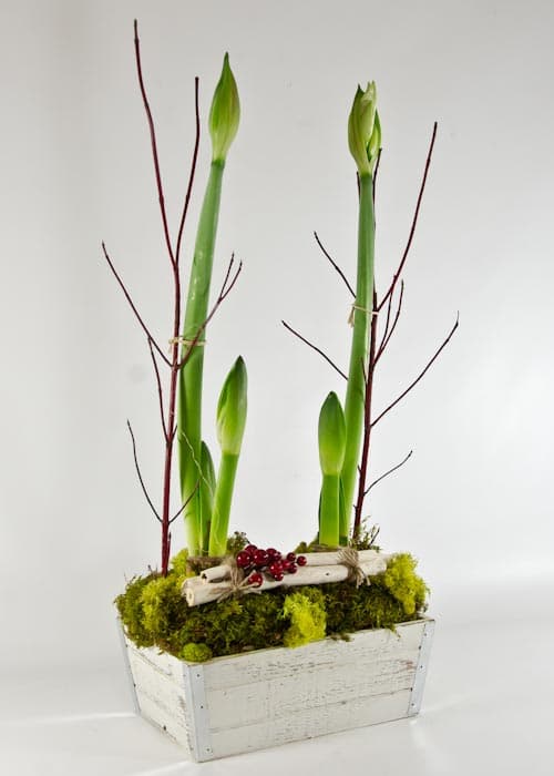 Amaryllis Plant in White Planter