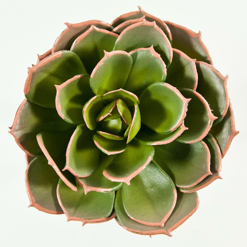 Artificial Cabbage Echeveria Succulent