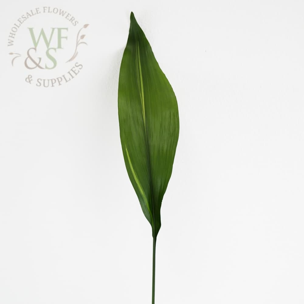 Aspidistra Tropical Leaf Greenery