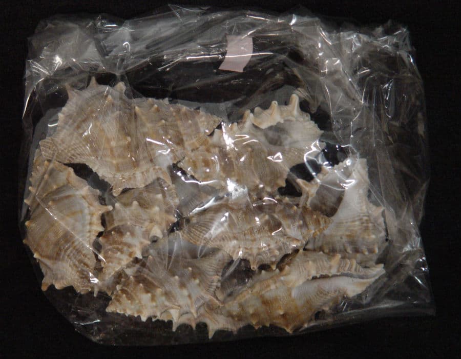 Bag of Large Conch Shells