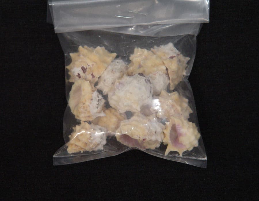 Bag of Mini Conch Shells