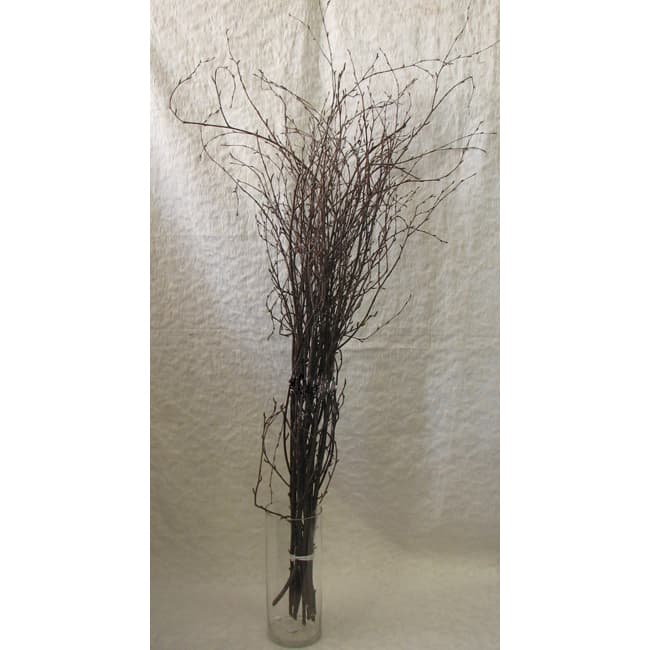 Birch Branches