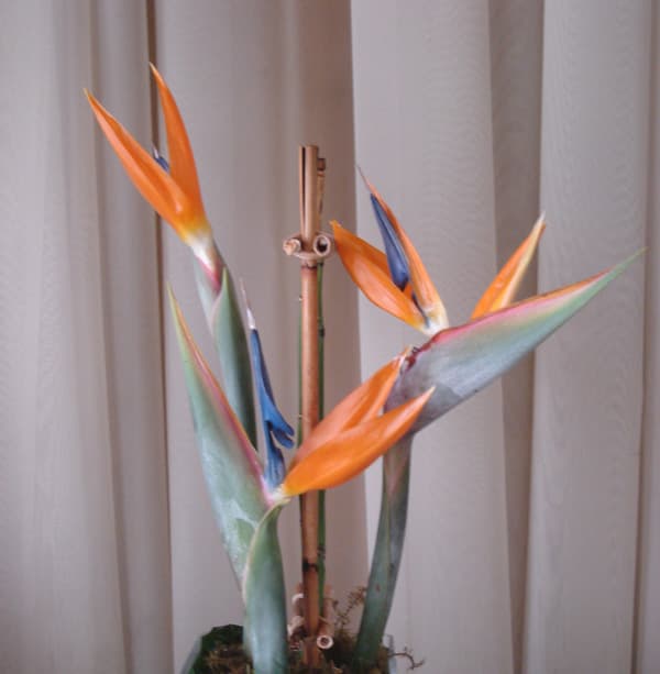 Bird of Paradise 5 stems/bunch