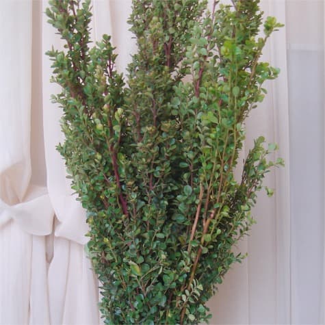 Boxwood