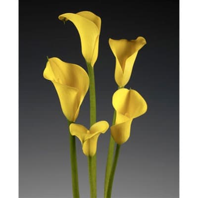Bright Yellow Mini Calla Lilies