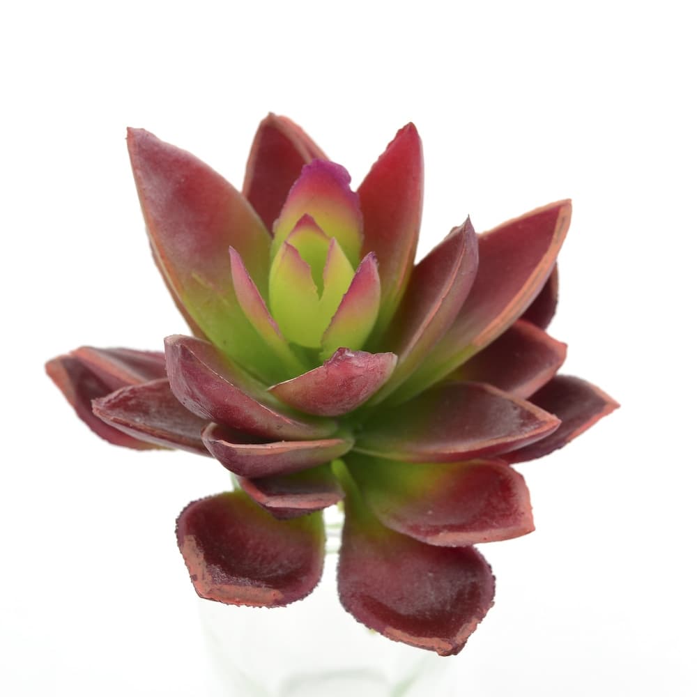 5" Burgundy Agave Pick