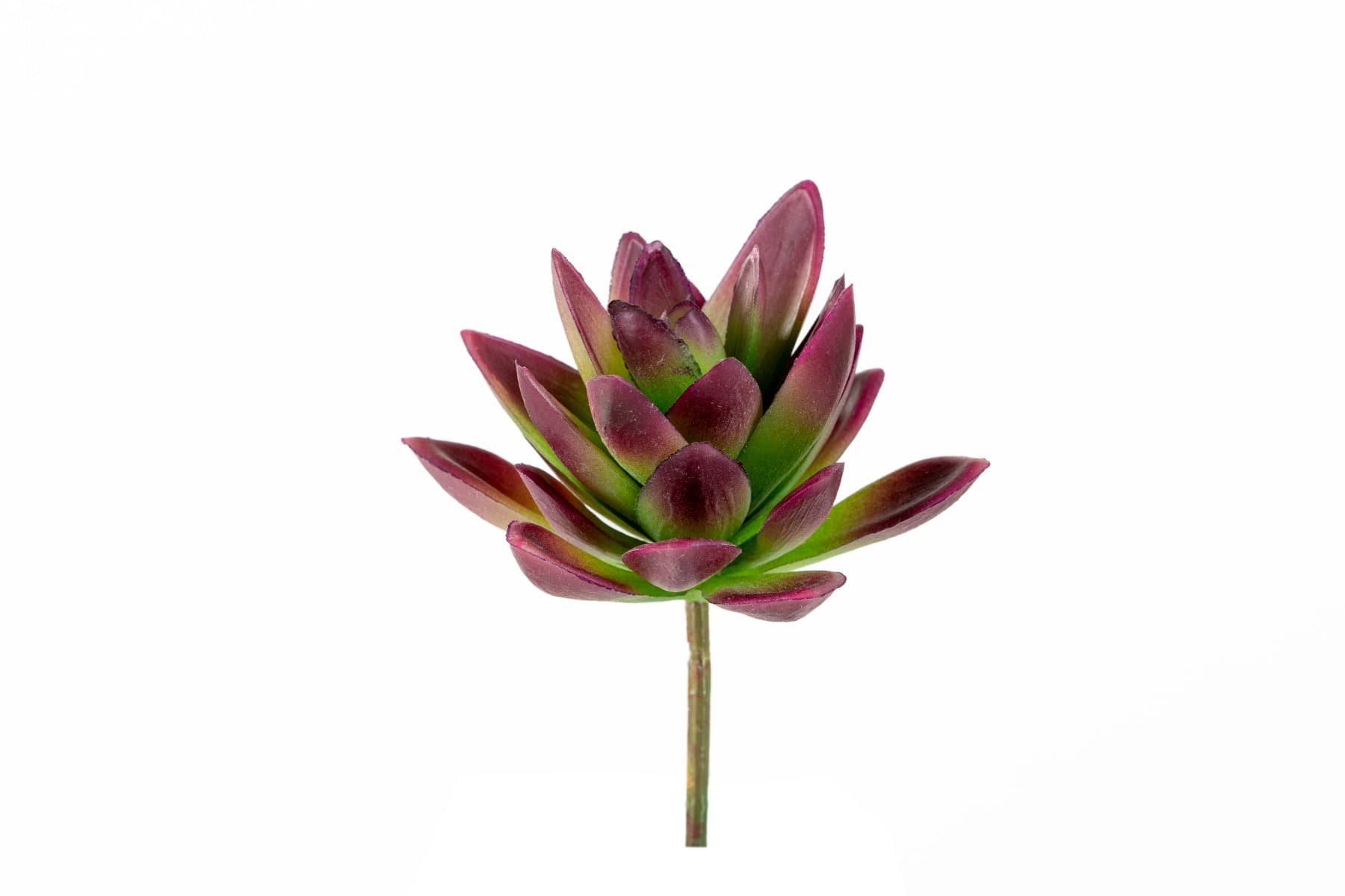 5" Magenta Agave Pick