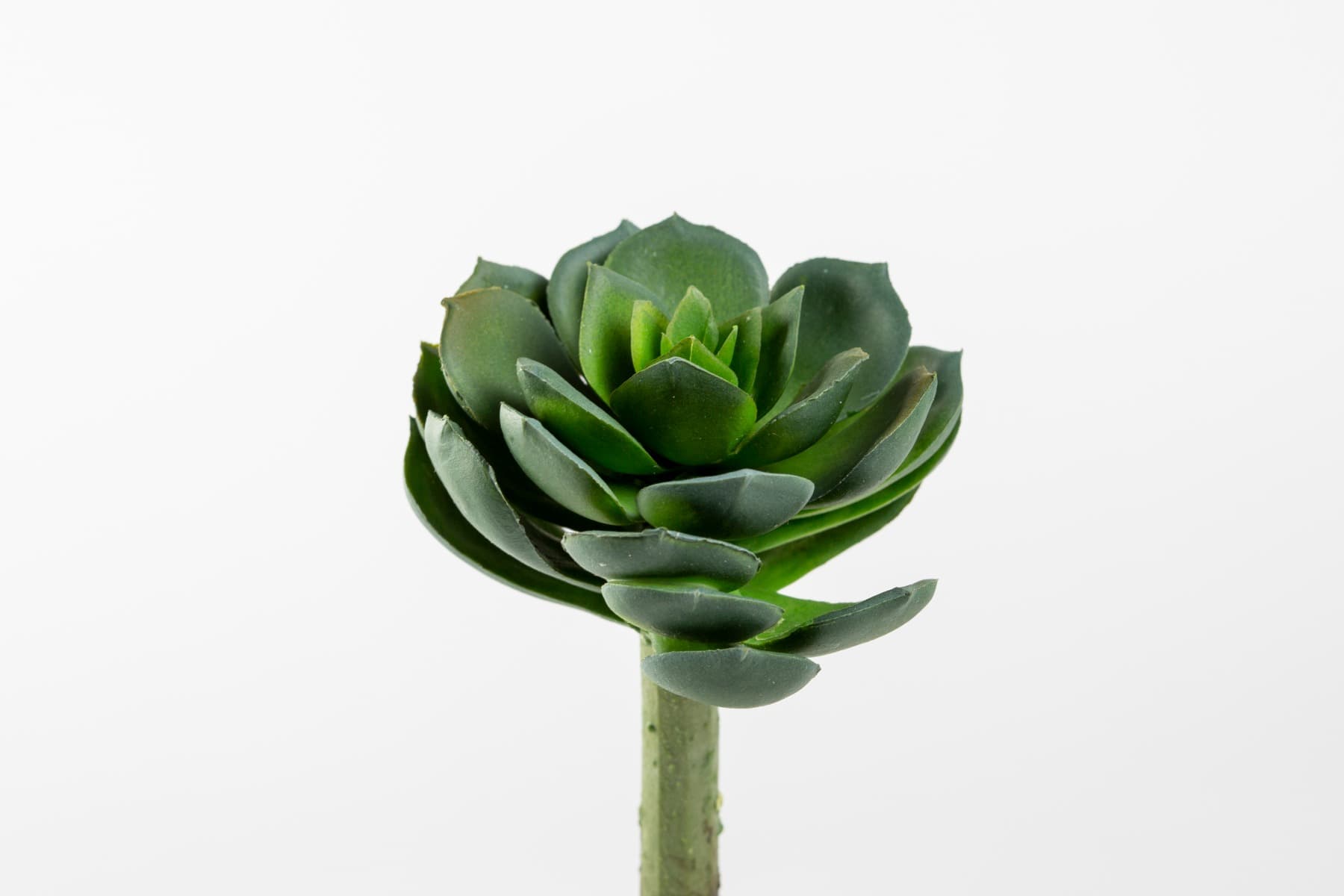 5" Mini Echeveria Pick