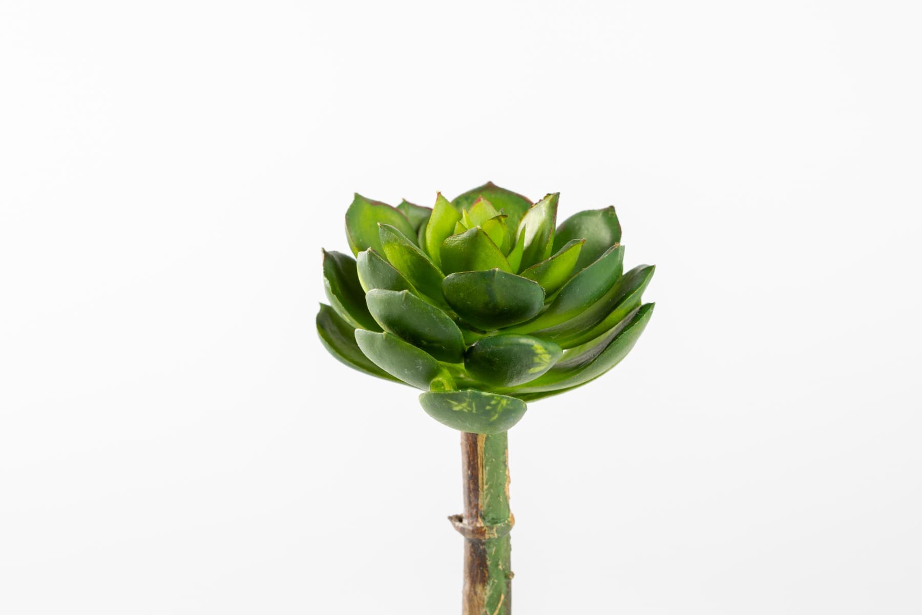 5" Echeveria pick GR/PL