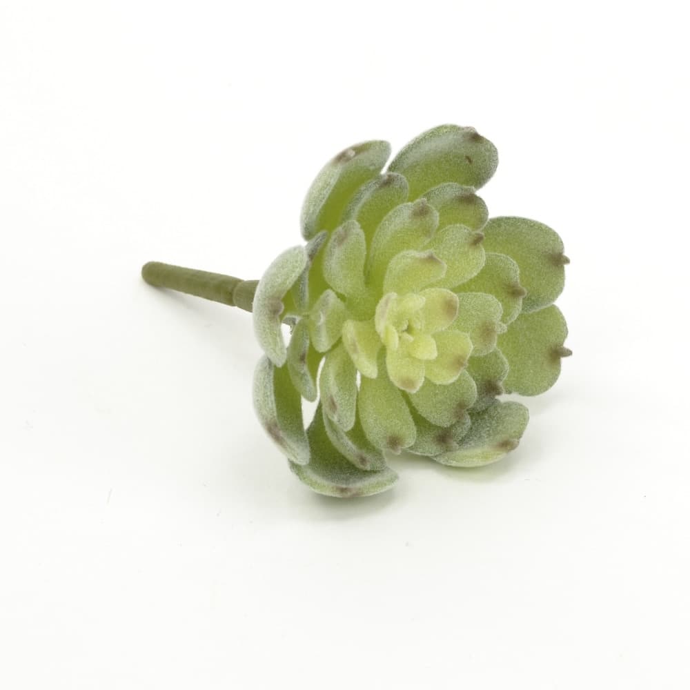 2.5" Baby Fuzzy Echeveria