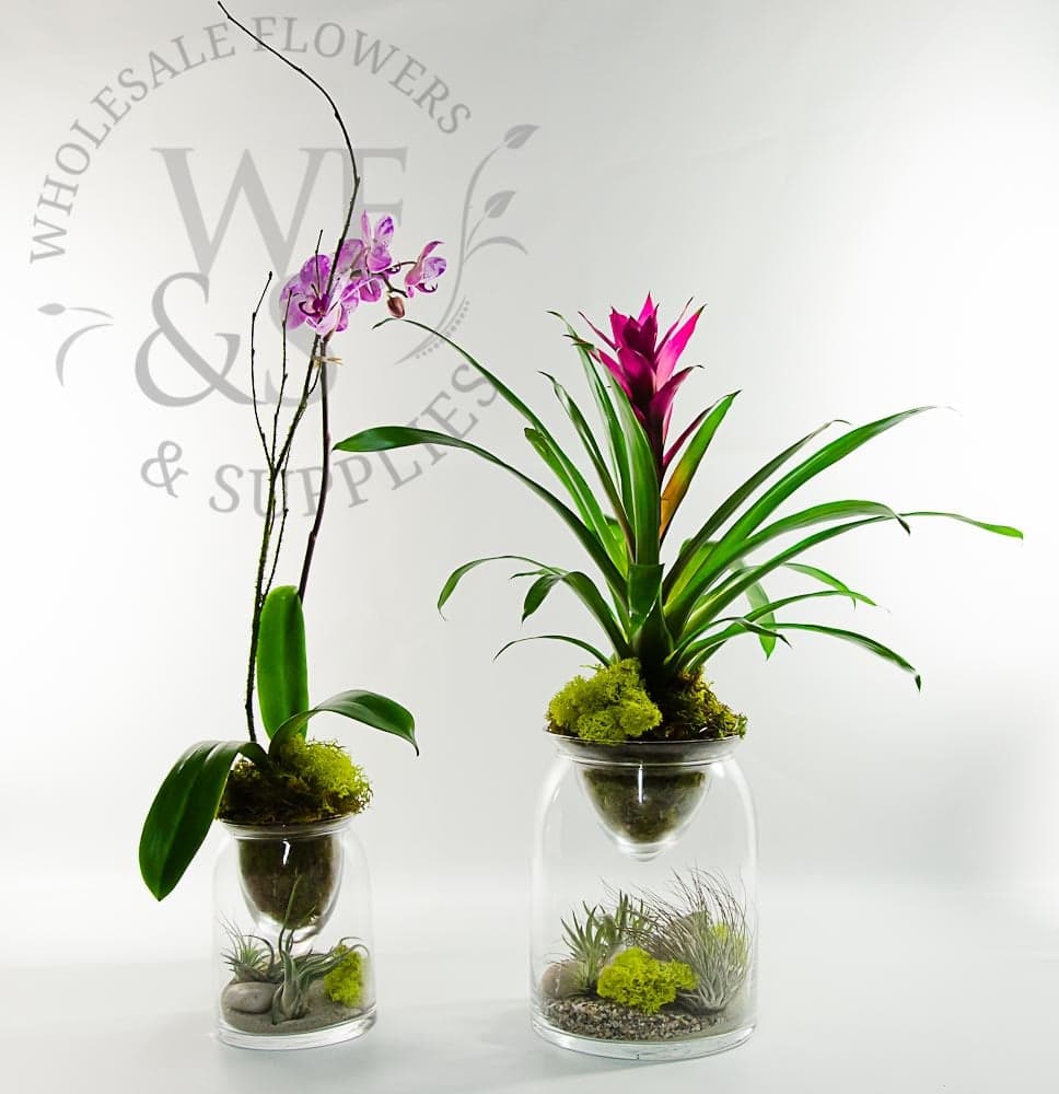 Clear glass terrarium 9" H, 6.5" D