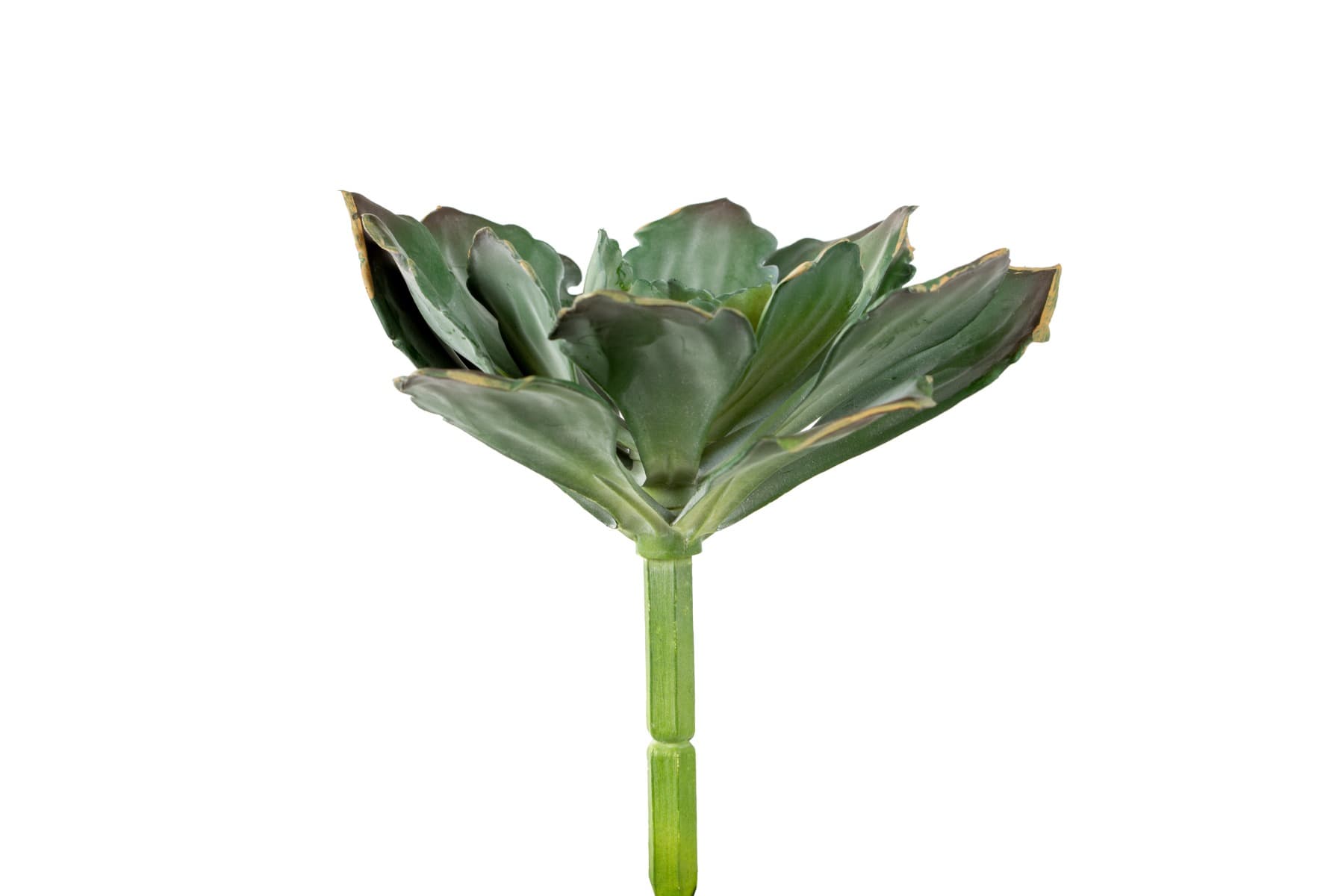 8" Farina Green Grey Echeveria