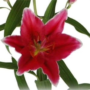Cobra Oriental Lilies 120 Stems