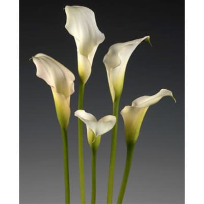 Crystal Blush Mini Calla Lily