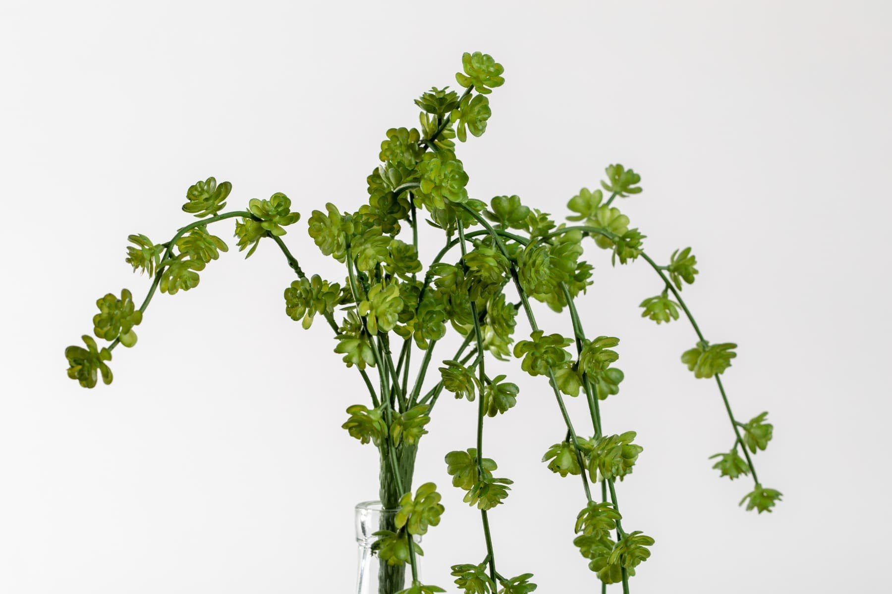 20" Green Sedum w/ 9 Vines