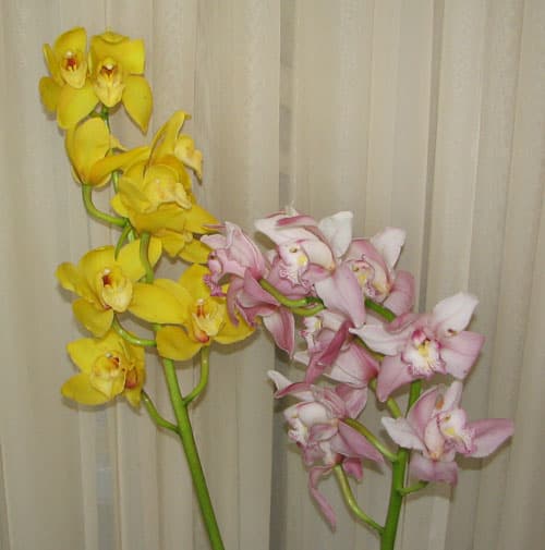 Cymbidium Orchid Yellow