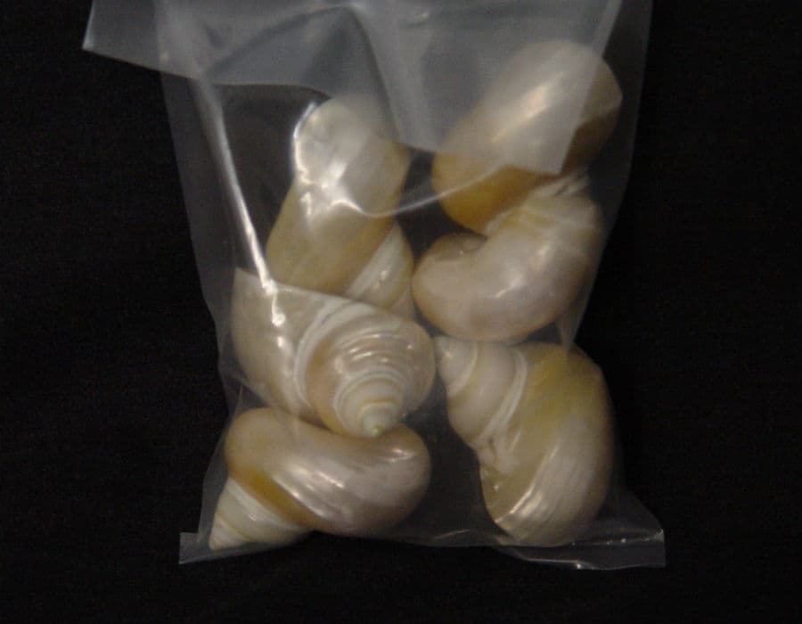 Dark Ivory Snail Shells  DISC