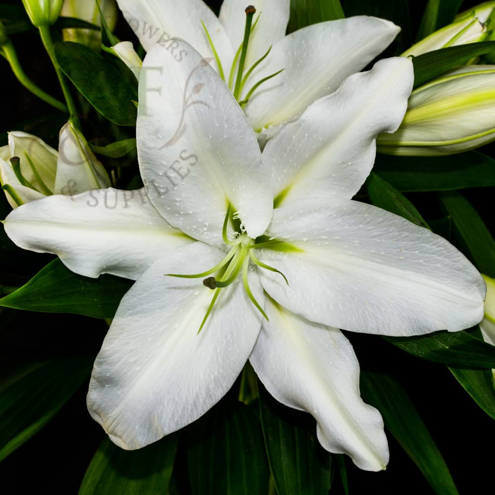Oriental Lilies White and Pink 