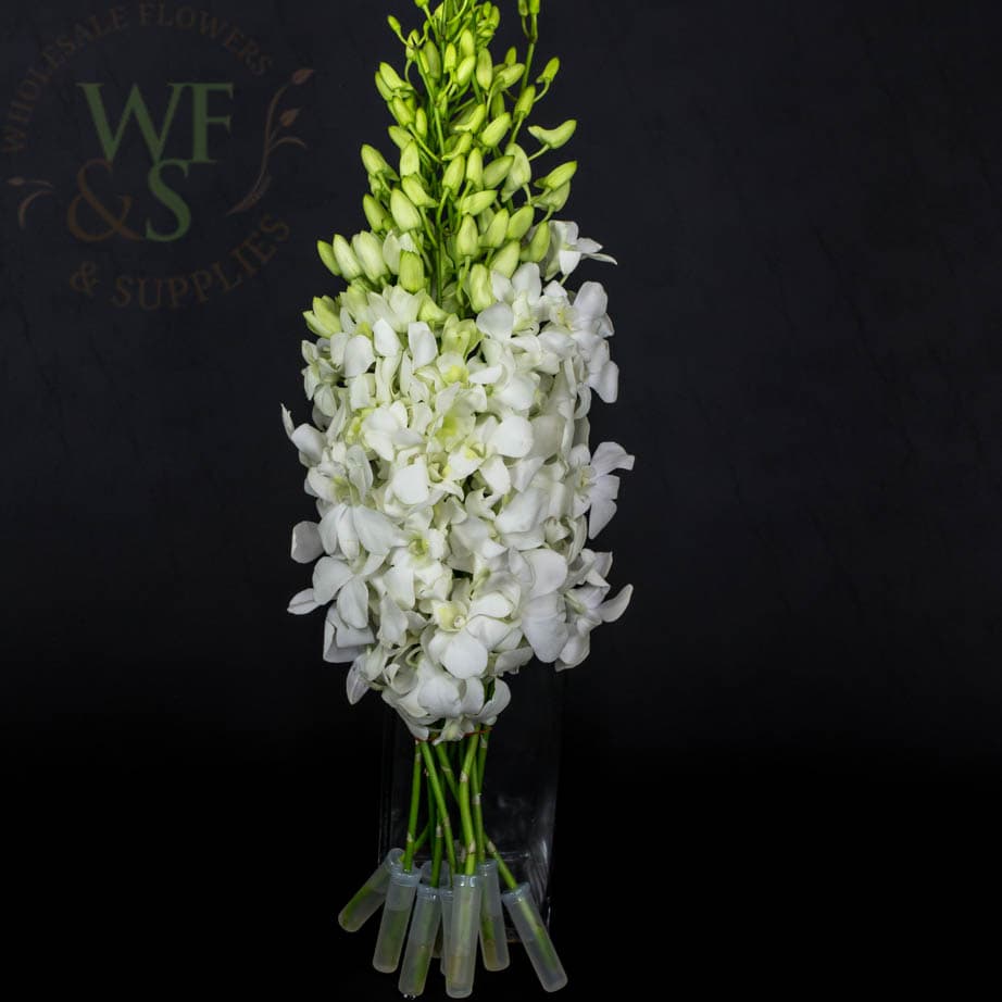 Dendrobium Orchid Green, Purple and White 