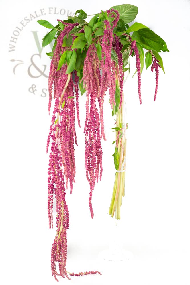 Amaranthus Pink, Green