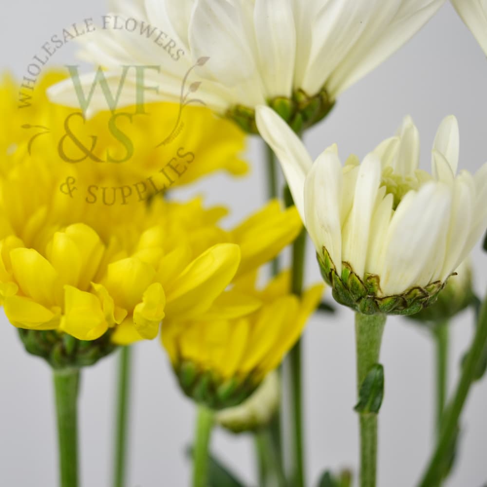 Pom Pom  Daisy Flower in White and Yellow