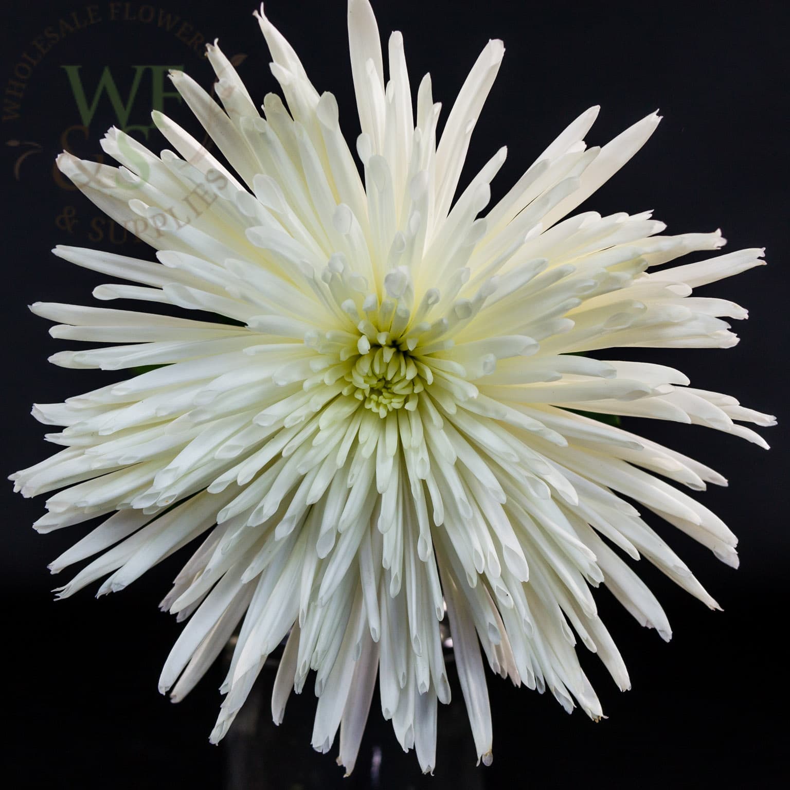 Spider mums White, Green, Yellow