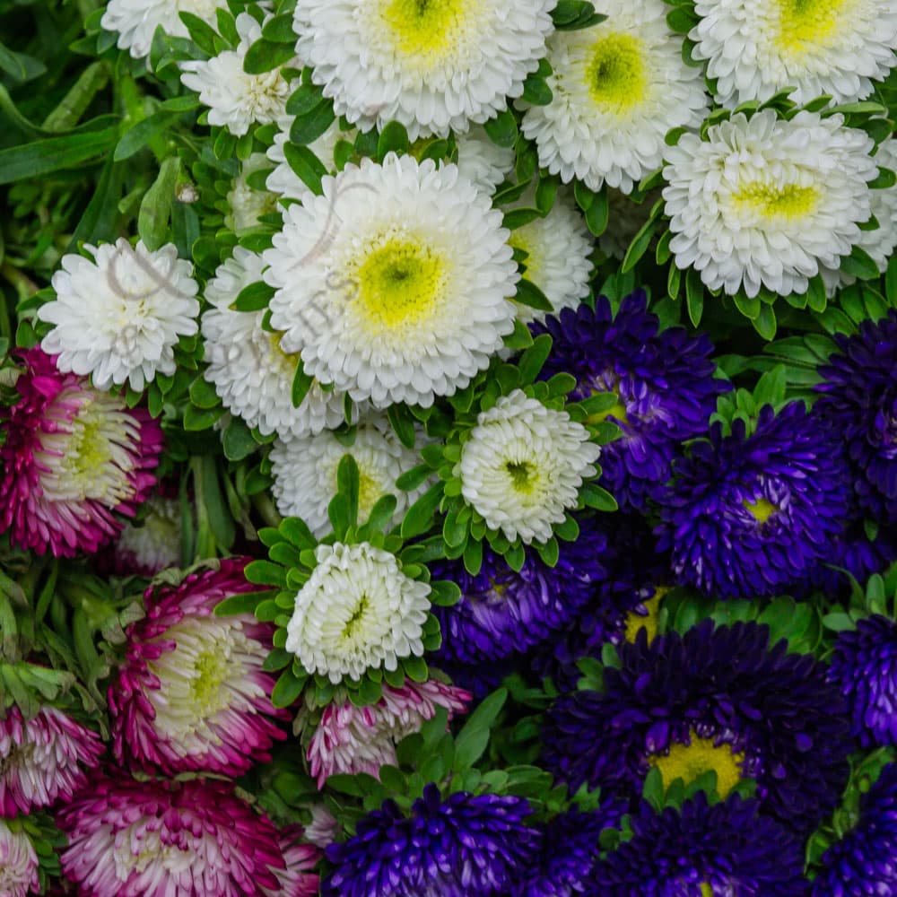 Aster Matsumoto White, Purple, Red, Pink 