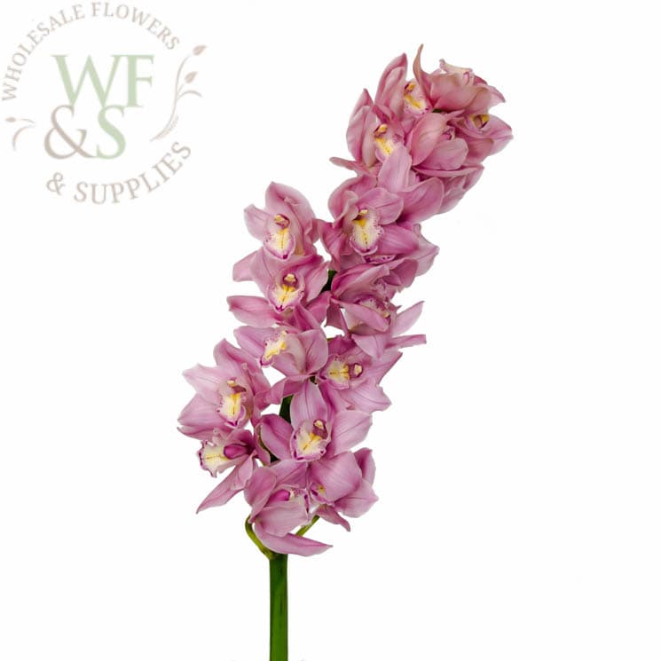 Cymbidium Orchid Green, Pink and White