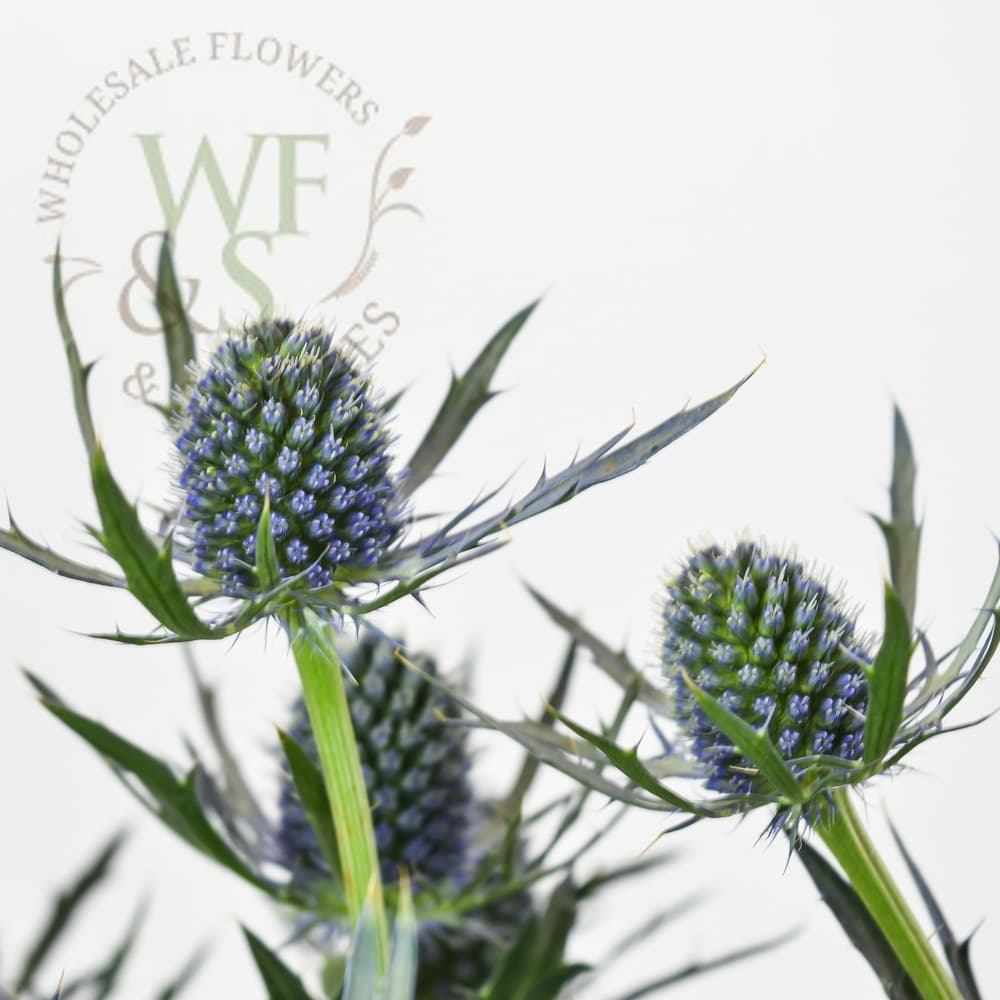 Thistle Eryngium Blue