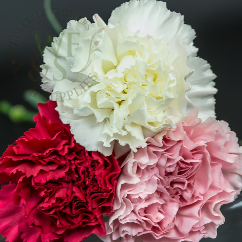 Carnations Pink, Red, White,Yellow 