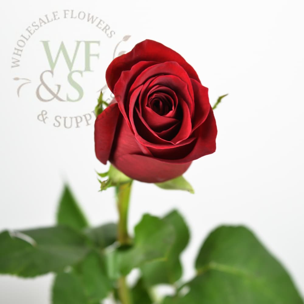 Roses in White, Red, Yellow, Pink, Lavender and Cream 