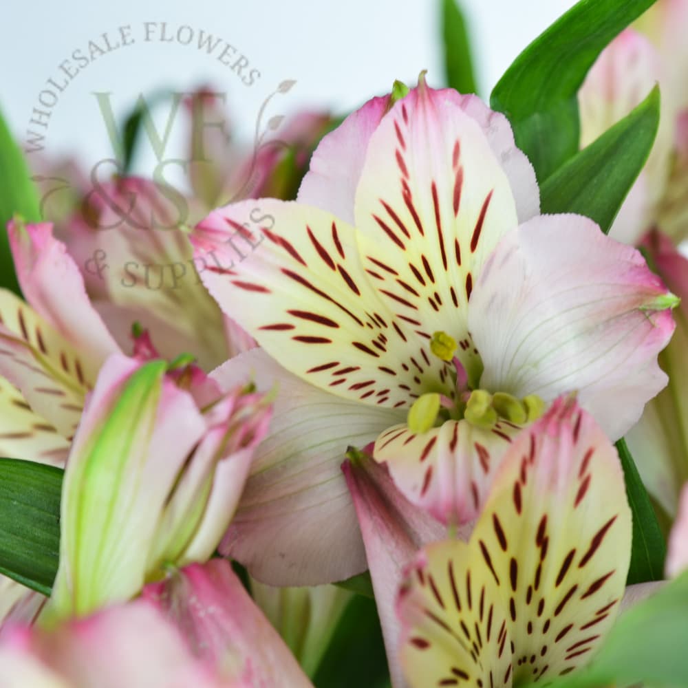 Alstroemeria White, Orange, Pink, Yellow