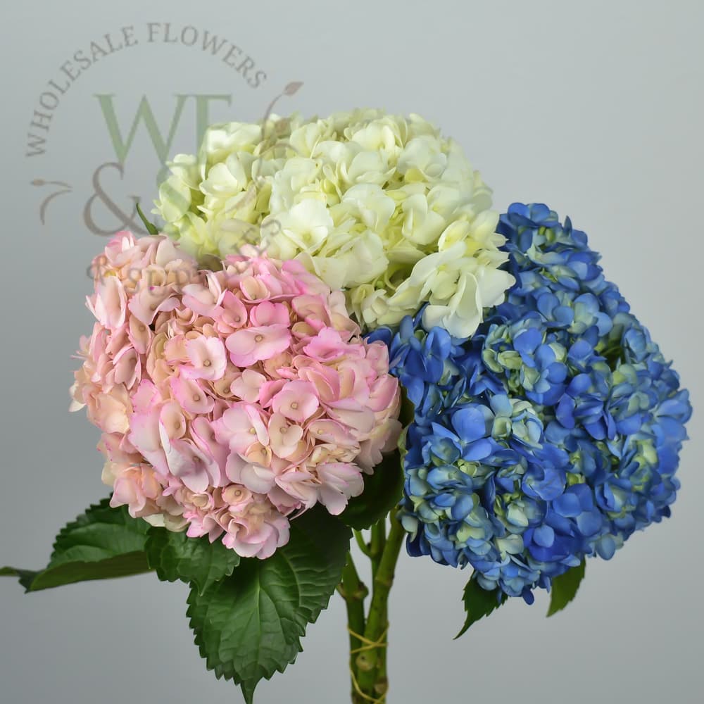 Hydrangeas Pink, White, Blue