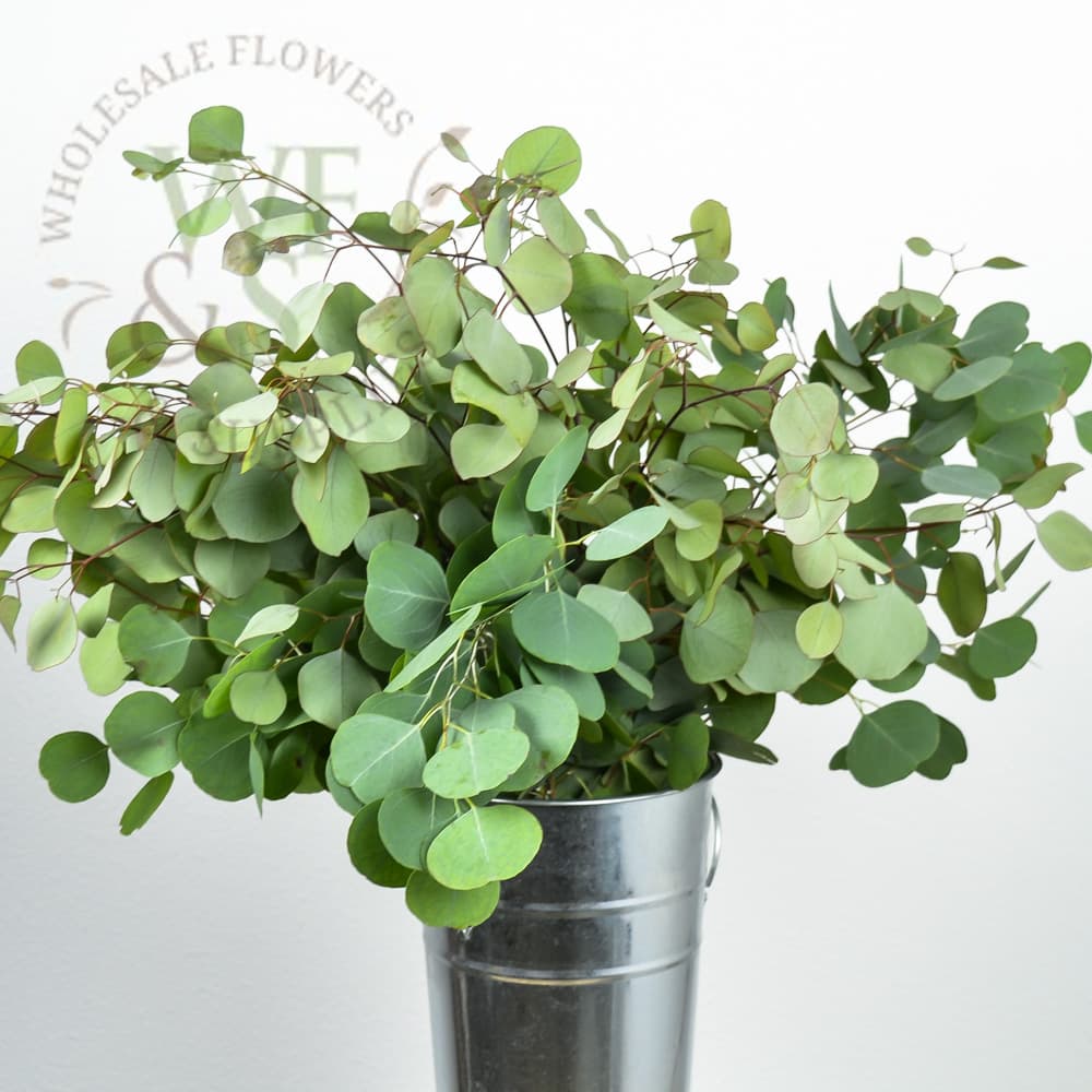 Silver Dollar Eucalyptus Greenery Filler 