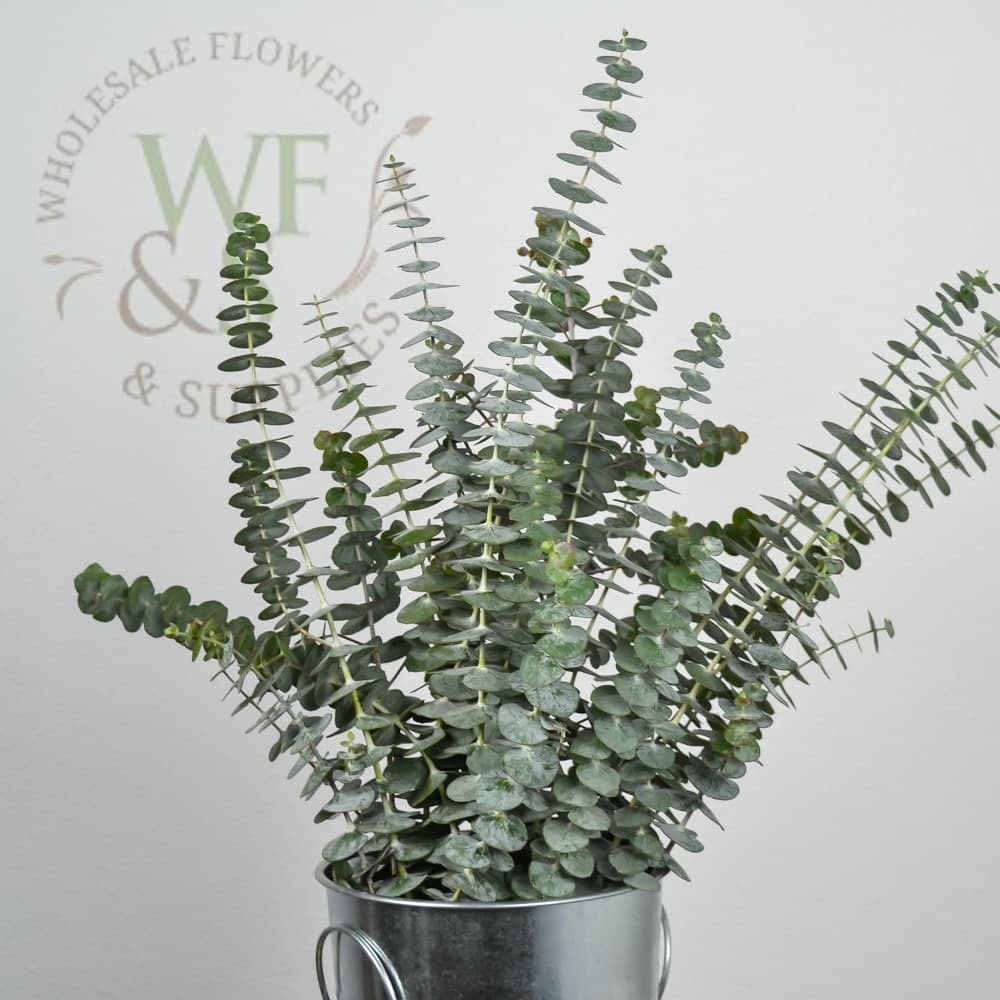 Baby Eucalyptus Greenery Foliage