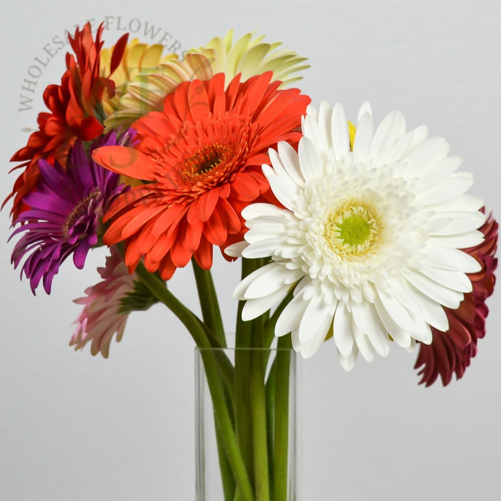 Gerbera Daisy Different Colors